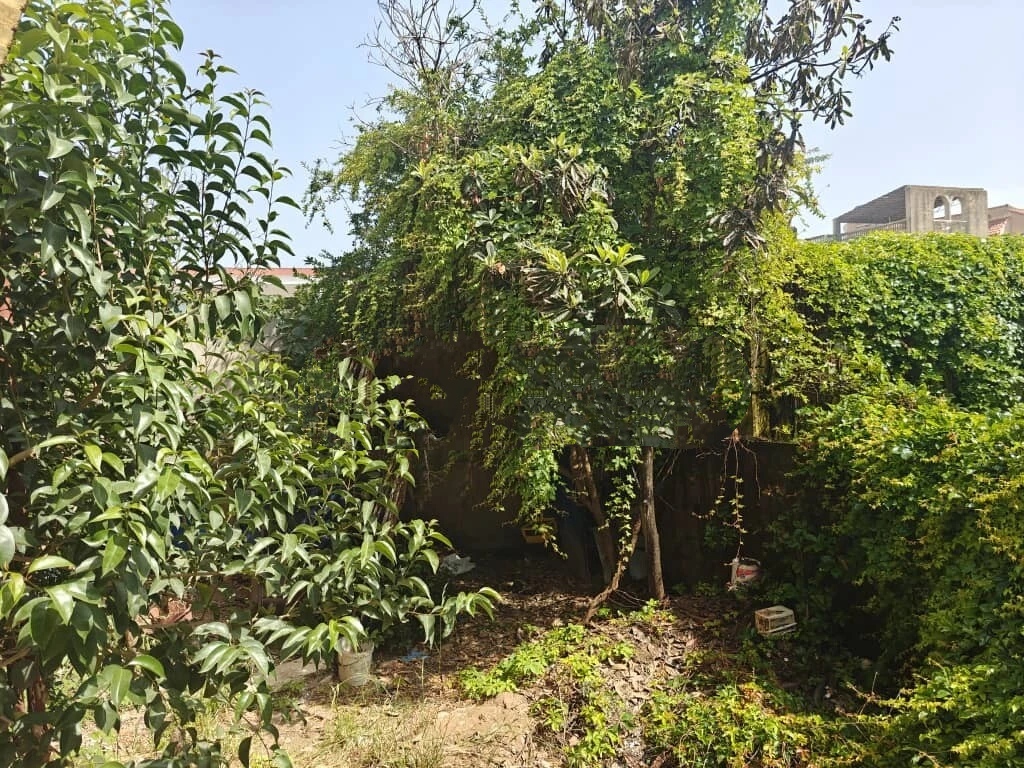 Tipaza Kola Vente Appart. 3 pices Appartement
