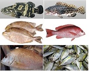Alger Alger Centre Autre Autre Frozen fish
